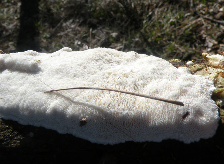 Crosta bianca dalla pinetina di Vezzano (RE) (Skeletocutis p